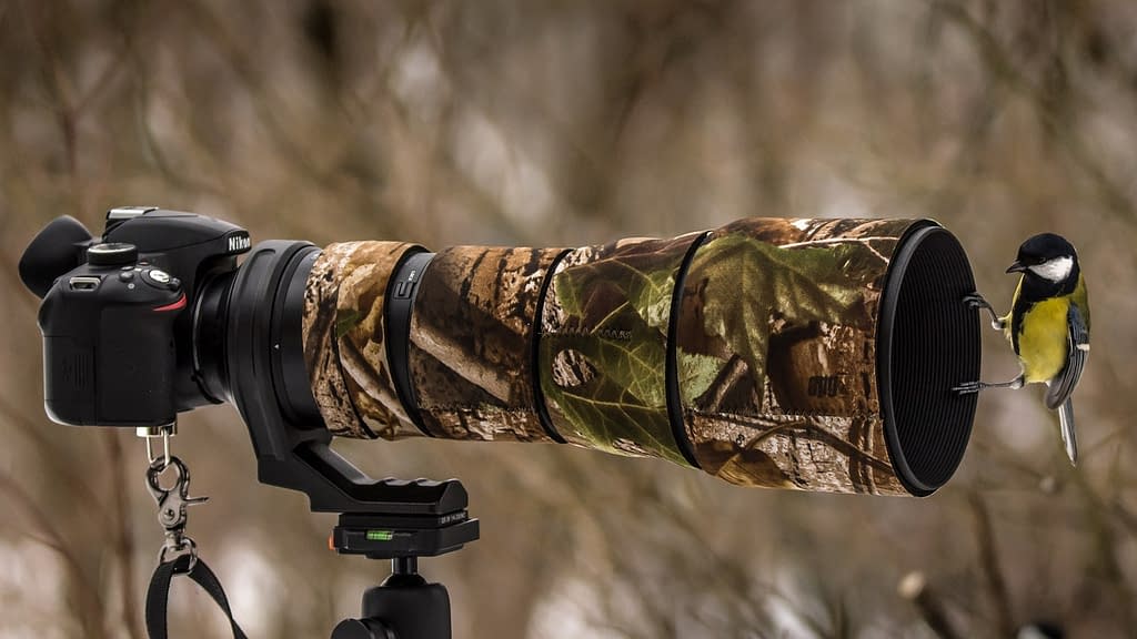 bird watching camera for beginners