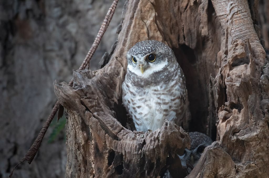 17-beautiful-owls-of-india-with-photograph-scientific-name